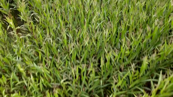 Drone shot of a farmers corn field.