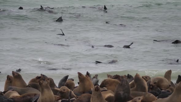 Sea lion colony in the ocean at the coast