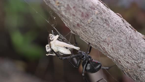 Black Widow Spider crawling over to grasshopper in web