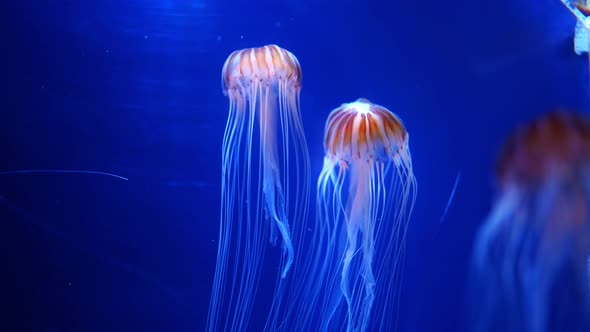 Beautiful Jellyfish in the Neon Light in Aquarium Nature Background