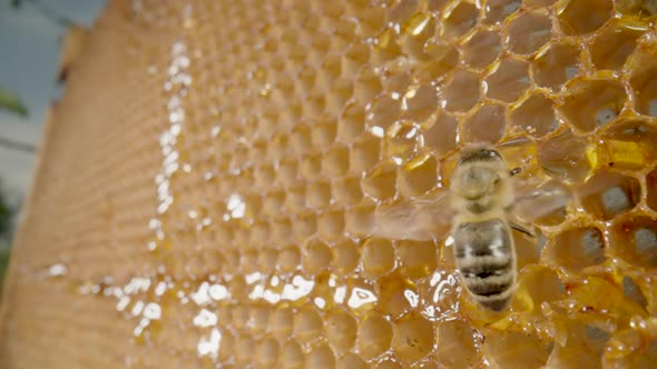 Bee Eating Honey From Honeycomb and Then Flies Away