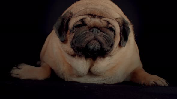 Close Up of Cute Pug Lying on Black Background