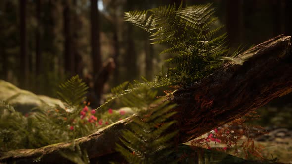 Early Morning Sunlight in the Sequoias of Mariposa Grove