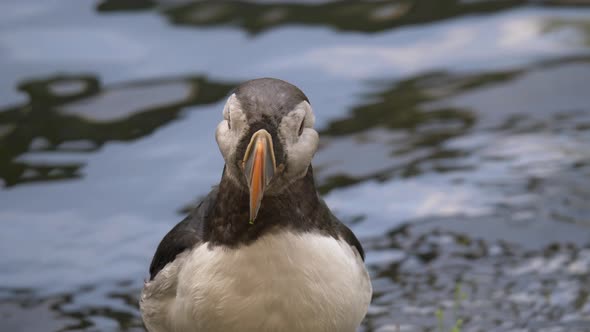 Close up shot of atlantic puffin resting in front of lake shore with water reflection on sunny day.