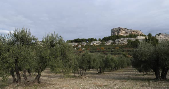 Olives groves, Les Baux de Provence, France