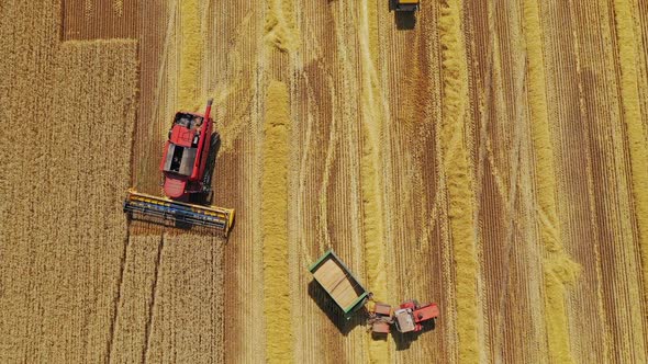 Top view on the field with ripe crop. Agricultural machinery gathering grains on the yellow field.