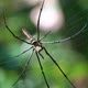 Close-up of spider animals in the wild. Spiders in the wild - VideoHive Item for Sale