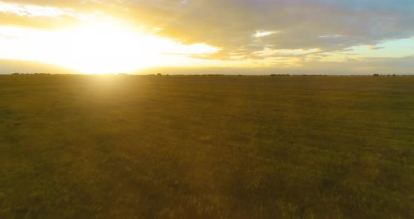 Flight Above Rural Summer Landscape with Endless Yellow Field at Sunny Summer Evening