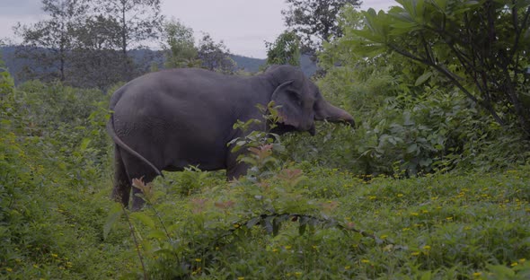 Elephant Grazing at Tropical Forest, Animal Welfare