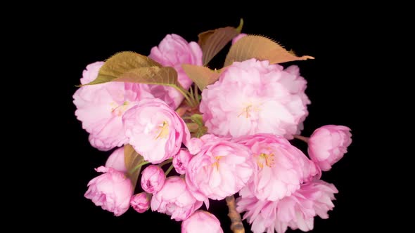Time Lapse of Beautiful Opening Pink Sakura Flowers Bunch