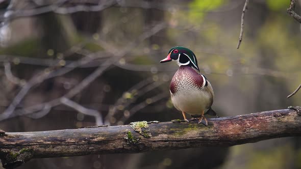 A Wood Duck Video Clip