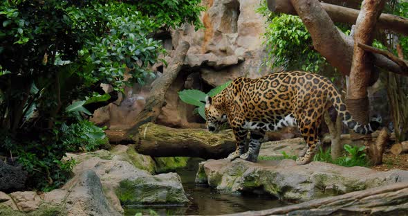 Wild Adult Jaguar Walking Moving Along River