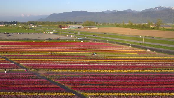 Aerial drone view of tulip flowers fields growing in rows of crops.