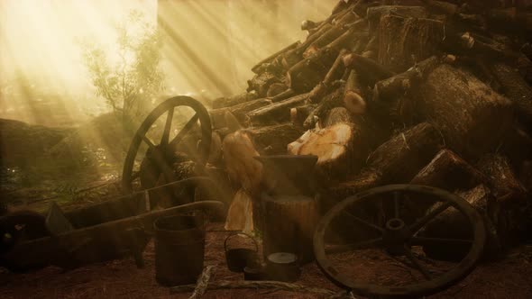 Preparation of Firewood for the Winter in Forest at Sunset