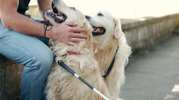 Blind Mature Man with Guide Dogs Sitting on Bench in Park