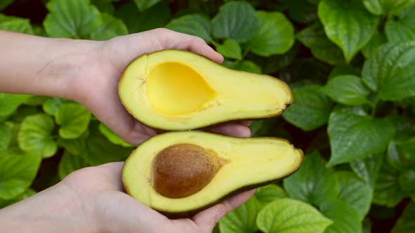 Women's Hands Hold Two Halves of Fresh Avocado the Bright Green Grass