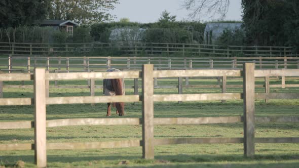 horse grazing in field with birds flying away spooked