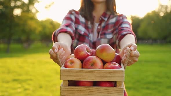 Side view of a positive young woman holding a wooden crate with juicy red apples