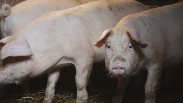 A Small Piglet in the Farm