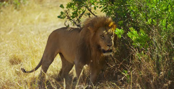 Lion sitting down