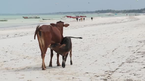 African Humpback Cow Feeds a Calf on a Tropical Sandy Beach By Ocean Zanzibar