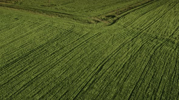 Evening Flight Over the Field