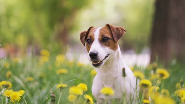 Jack Russell Terrier Sits on the Grass, Around a Lot of Yellow Flowers