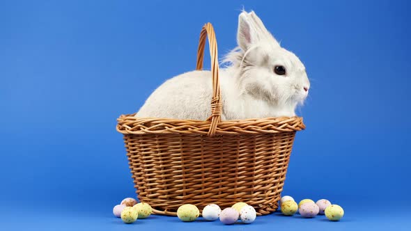 Decorative Domestic Rabbit Sits in Basket on a Blue Background. Adorable Little Bunny Looks Around. 