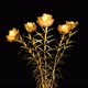 Golden Flowers - VideoHive Item for Sale