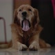 Dog slow motion video  - VideoHive Item for Sale