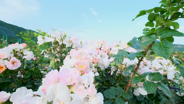 Beautiful delicate picturesque bush blooming roses on a summer day in the park. Rose garden.