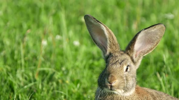 Little Rabbit on Green Grass in Summer Day