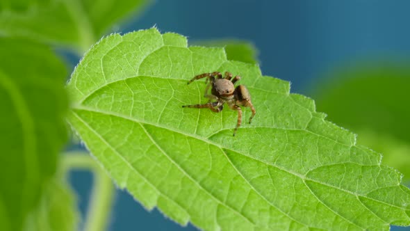 Cute Red Jumping Spider Sitting And Looking Curious on Green Plant