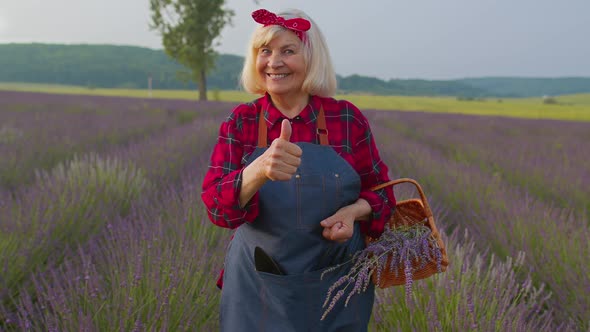 Senior Old Grandmother Farmer Gathering Lavender Flowers on Basket on Herb Garden Showing Thumbs Up