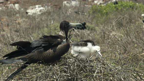 female frigatebird and chick on a nest at isla nth seymour in the galapagos