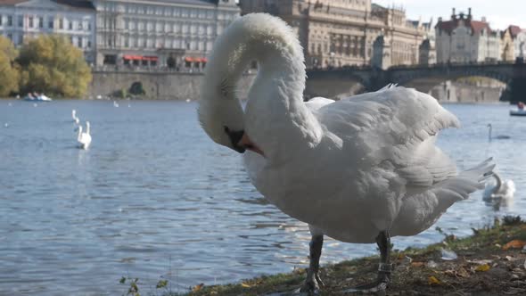 White Swan Cleans Its Beak