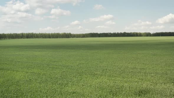 Field of Wheat