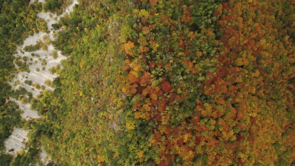 Autumn Forest