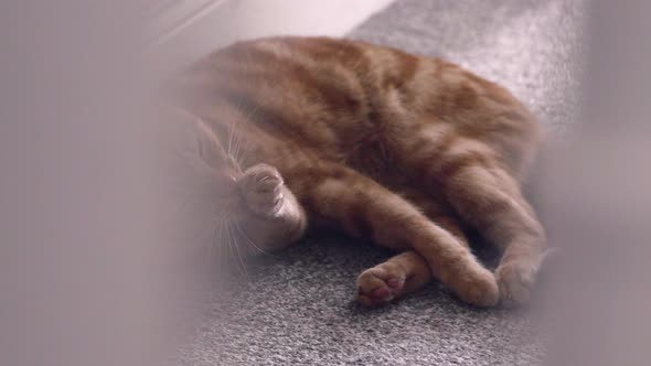 Lazy but playful cat lounges around a house lazily 1