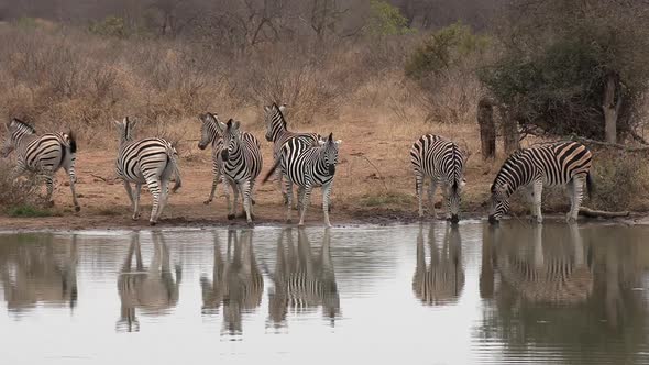 A herd of zebra taking a drink at a waterhole in the wild of Africa are easily spooked.