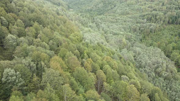 Forest in the Mountains. Aerial View of the Carpathian Mountains in Autumn. Ukraine