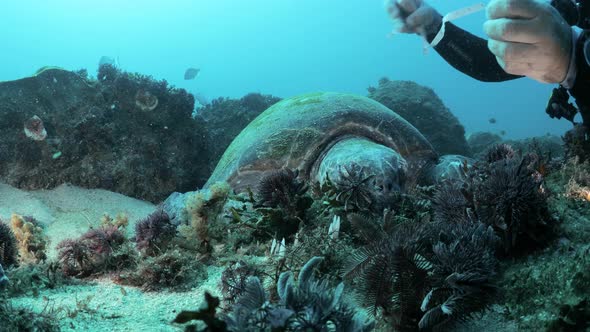 A marine researcher measures the shell of a resting Green Sea Turtle while scuba diving for a citize