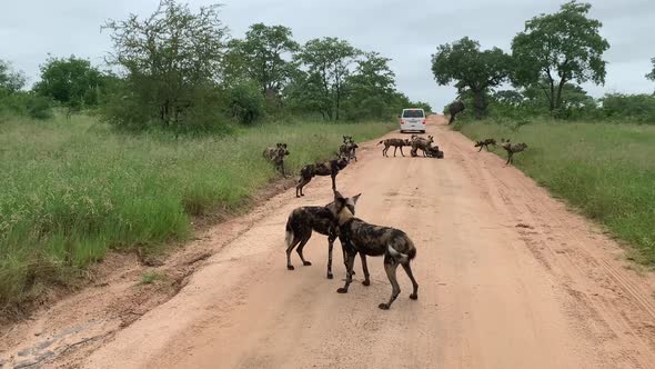 Large pack of African Wild Dogs play on dirt road in Kruger Natl Park