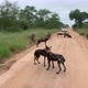 Large pack of African Wild Dogs play on dirt road in Kruger Natl Park - VideoHive Item for Sale