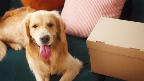 Closeup of Golden Retriever Dog Lying on Sofa with Delivery Box Ecommerce Shopping for Pets Food and