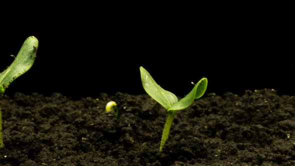 Growing Green Cucumber Plant Time Lapse. Timelapse Seed Growing, Closeup Nature Agriculture Shoot