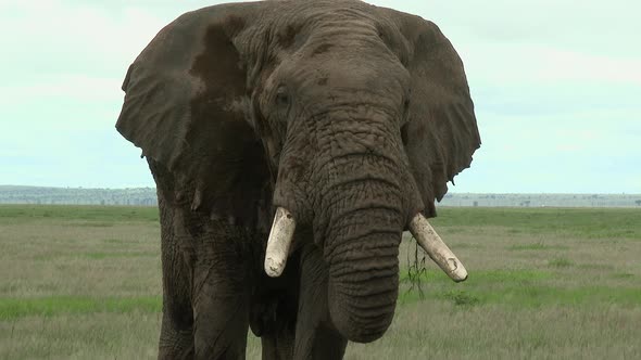 African Elephant (Loxodonta africana) lock shot of big bull  eating in the grasslands, and looking a