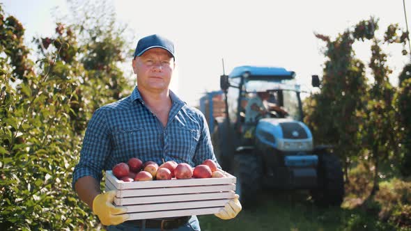 Apple Harvesting