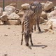 Three Zebras Eating Grain on a Ground Flat Area in a Zoo on Sunny Day in Summer - VideoHive Item for Sale