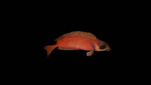 Red Siganus Fish Top View
